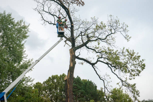 Professional Tree Services in Landmark, AR