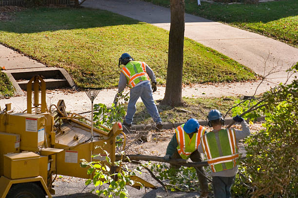 Lawn Renovation and Restoration in Landmark, AR